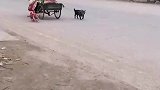 两只小土狗帮老奶奶拉车