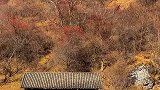 待我了无牵挂，从此归隐天涯，深山草屋为家，了却人世繁华，忙时修篱笆种花，闲时三五好友，小酒清茶。你来吗？