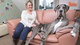 世界上“最大”的狗，站起来比人还高，女主人为它奉献了青春