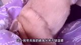 搞笑配音：这是东北三傻中的一傻，你能叫出名字来吗？