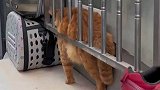 猫猫是真的胖了，胖的都被卡住啦
