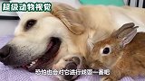 狗子贴身保护小鸡仔，甚至还让小鸡骑在自己头上，画面太温馨