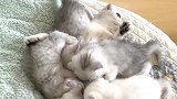 猫咪团子一家就属老三最宠孩子，一群小“吸血鬼”真是太可爱了
