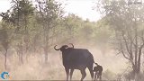 动物世界：野狗vs狒狒真正的战斗