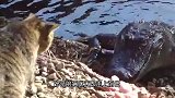 两只小狗冲着河水吠叫，突然一只被强行拽入水底，镜头拍下全过程