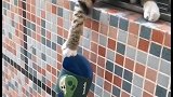 我的鞋子要被猫咪扔楼下去了