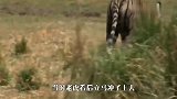 实拍！老虎猎杀野猪，野猪被活活咬断气，镜头记录全程