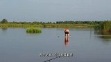 男子在湖边垂钓,却发现天鹅久久停在湖面上,仔细一看不对劲！