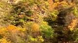 实拍秋日大山里的美景，蒹葭如雪彩叶斑斓，妖娆景色让人惊艳！