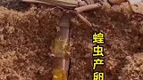 蝗虫的卵，居然是在地下！