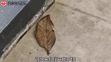 爆笑：当我碰到这片树叶的时候，我就知道事情不简单