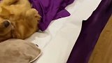 狗子享受按摩的搞笑操作，这大概是狗生巅峰吧！