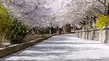 3月18日，滨州樱花山上万株樱花次第开放，快带上你喜欢的人，来滨州看樱花吧樱花节 不负春光努力向前