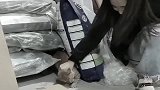 猫的反应速度是人类的好几倍，但还是快不过“母老虎”！