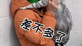 想吸个猫，真难