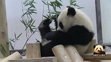 熊猫宝宝拿着竹子摆弄来摆弄去，就是吃不到嘴里，还是滑滑梯好玩