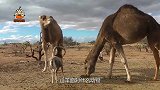 山羊向骆驼挑战，撞空的山羊气急败坏，山羊：有本事低下头