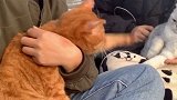 猫咪真是一个爱吃醋的小动物vlog萌宠日常