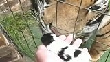 主人把刚出生的小猫咪放到老虎面前,猜猜看老虎会怎样
