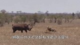 雄狮雌狮正在约会，被一只瘸腿狗打断甜蜜，母狮：好大胆！