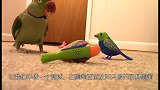 两只假鹦鹉面对面唱歌，鹦鹉生气了这首歌我都不会，你唱什么！