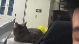 主人呼喊小猫，没想到竟会礼貌回礼
