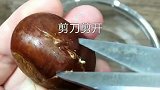 糖炒栗子再也不用买了！