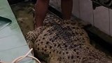毫无战斗力的鳄鱼。