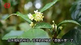 这种植物开花时“香飘十里”，果实长得像橄榄，很多人没见过！