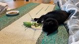 猫咪：一只假螳螂，吓唬谁呢