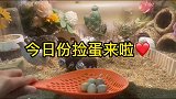 今日份捡蛋一天捡了四颗蛋