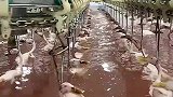 这鸭子都怎么呢全给挂起来了