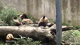 3只熊猫宝宝聚在一起吃竹子，虽然看起来脏兮兮的，不过还是很萌