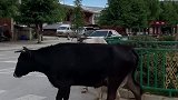 多么和谐的景象，小牛街上走，慢悠慢悠