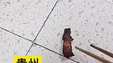 老婆把掉地上的肉拿给老公吃，有一个勤俭持家的妻子是多么幸福
