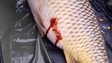给钓上来的鱼浇热水止血，好怕温度高了把鱼烫熟了！