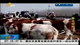 早安山东-20120331-30头牛犊上高速，交警排人墙拦截