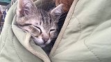 猫咪躲在羽绒服里睡着了，带它出来走走
