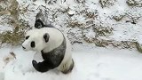 大熊猫也会打雪仗，打不过就赶紧跑！