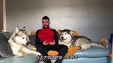 哈士奇并不只会拆家，考验哈士奇的忠诚度，结果不出所料啊