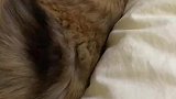 老公爱打呼噜猫咪爱说梦话，女子被弄得睡不了觉