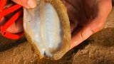 今天在海滩上捡到的海参，就地解剖给大家看一下