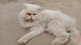 猫咪因为老被主人嫌弃，随意丢在街上，这可是一只波斯猫啊！