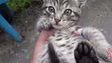 抓到一只小狸猫，吃饱后趴在我腿上，是它的猫生第一次拥有安全感