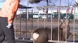 野鹿屁股翘起被卡围栏不能动  一脸“厌世”跪等两小时获救