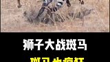 狮子大战斑马，斑马也疯狂