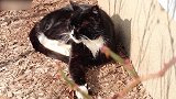 卧在墙角晒太阳的猫咪，看这懒洋洋的样子，也想去晒太阳了！