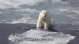 面对年幼北极熊，饥饿使北极熊爸爸失去理智，结局让人惋惜不已！
