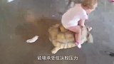 乌龟趁猫咪睡着报仇，张嘴咬猫咪的脚，大家忍住别笑
