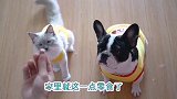 【四川方言配音】 狗狗：我看哪个敢作弊